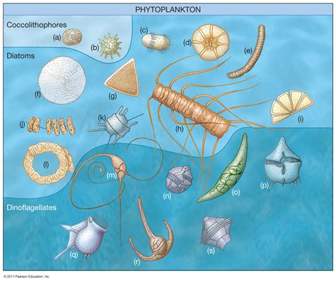 Size Of Zooplankton