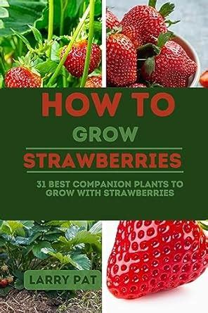 HOW TO GROW STRAWBERRIES: 31 best companion plants to grow with ...
