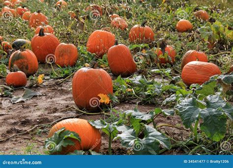 Colorful Pumpkins on Creeping Vines Stock Image - Image of patch, home ...