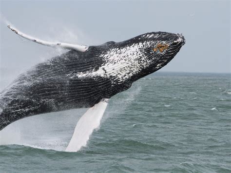 Whale Watching in Virginia Beach | Rudee Tours