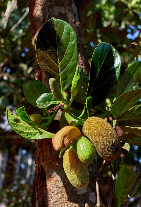 Jackfruit | Description & Uses | Britannica