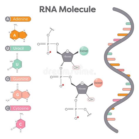 RNA Formula 的图像结果