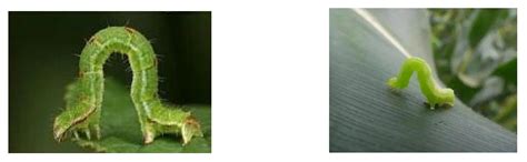 Motion Planning of an Inchworm Robot Based on Improved Adaptive PSO