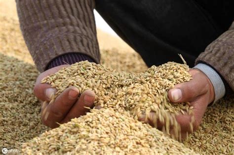 杂交水稻种子催芽方法那么多 最简单有效的都在这儿|温水|杂交水稻|种植户_新浪新闻