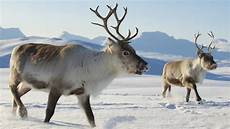 Real Reindeer Wallpaper by 15 Things You Didn T About Reindeer Mnn Real Reindeer Wallpaper