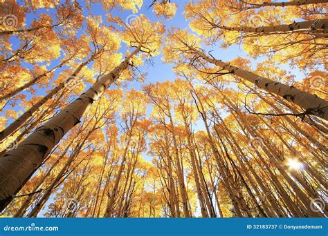 Aspen Trees with Fall Color, San Juan National Forest, Colorado Stock ...