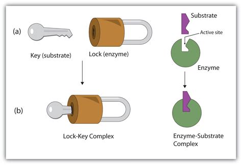 Lock and Key Model of Enzyme | Enzymes biology, Enzymes, Biological ...