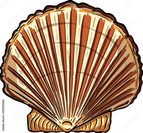 Image result for Biro Drawing Shell