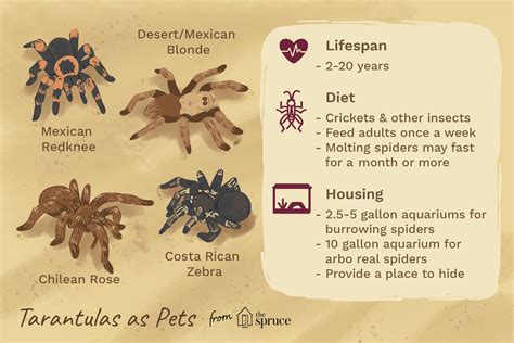 How to Care for a Pet Tarantula