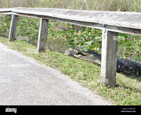Image result for Florida Python vs Gator