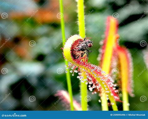 Fly Caught by Drosera - Carnivorous Plant Stock Photo - Image of largest, size: 259095496