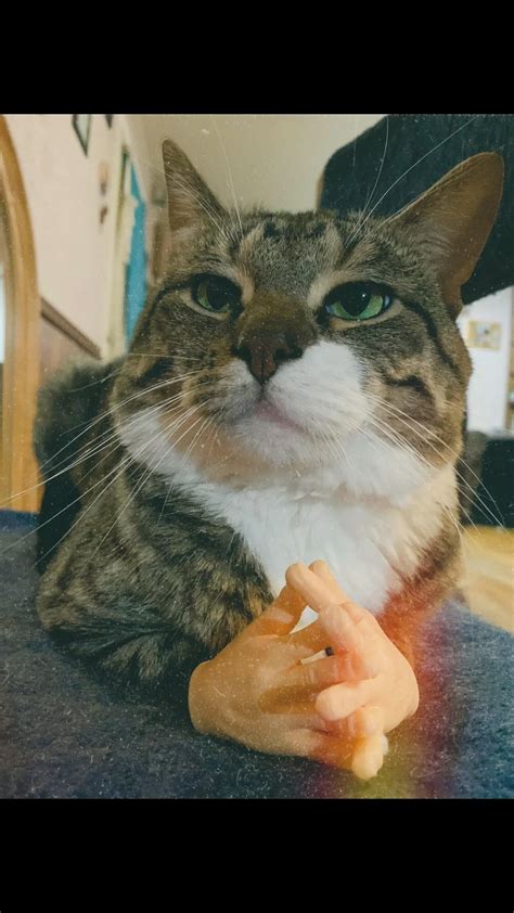 Larry Cat Mode (@larry_cat_mode) • Instagram photos and videos