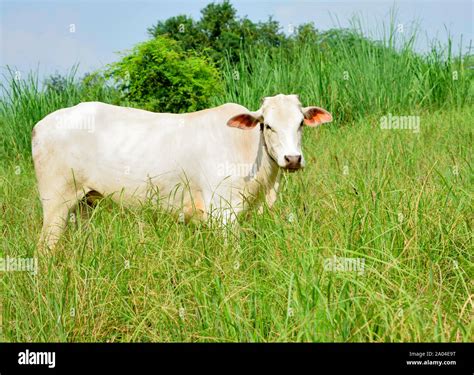 white india cow grazing in field Stock Photo - Alamy