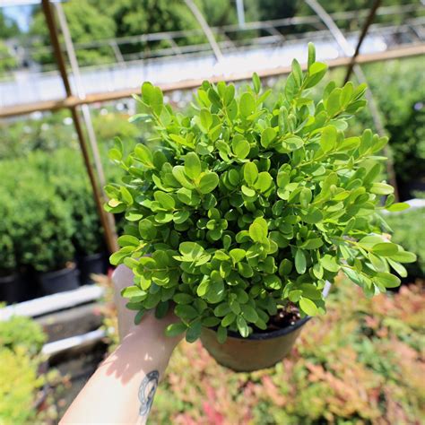 English Boxwood Plant