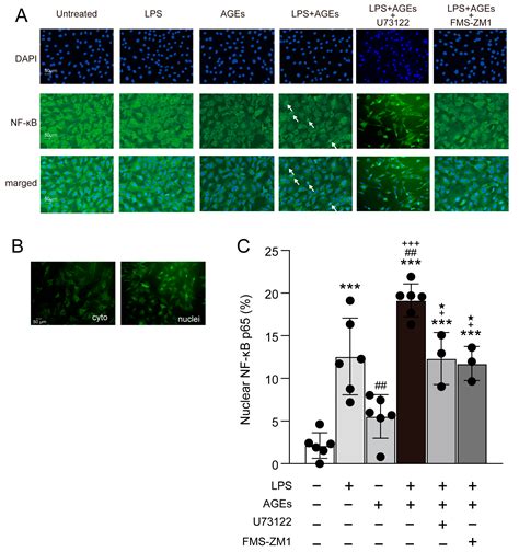 Co-Stimulation of AGEs and LPS Induces Inflammatory Mediators through ...