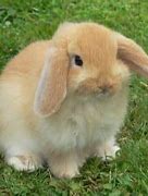 Image result for Holland Lop Characteristics