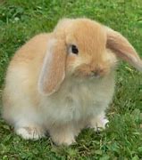 Image result for holland lop bunny