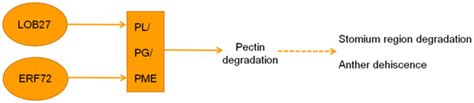 Transcriptome Profiling Unravels a Vital Role of Pectin and Pectinase ...