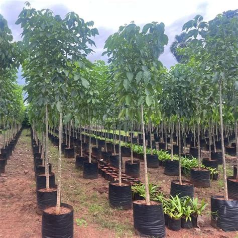 Tabebuia Rosea Tree 6-10 ft. - Tabebuia Rosea - Tabebuia Rosea Trees ...