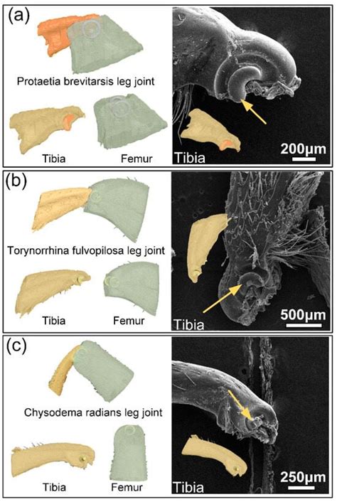 Bionic Design of High-Performance Joints: Differences in Failure ...