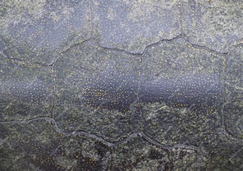 Image result for Turtle Shell Minecraft Layer Texture