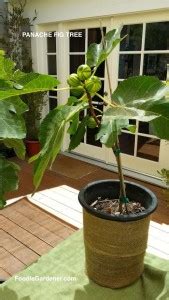 Cloud Farm Gular/Cluster Fig Plant Price in India - Buy Cloud Farm ...