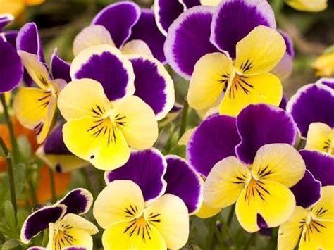 Pansy flowers information - Brainly.in