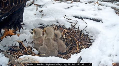 Viral bald eaglets get ready to fly - ABC News
