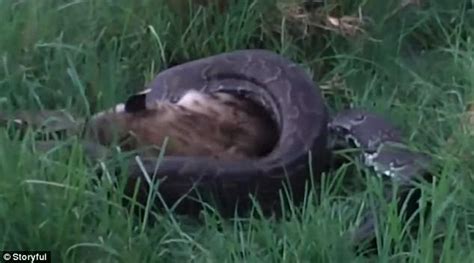 Python Swallows Hyena 的图像结果