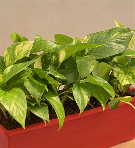 Money Plant Variegated - Set of 2 – Ugaoo