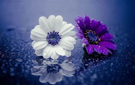 Beautiful Daisy Duo HD Wallpaper