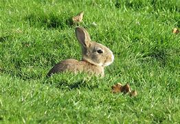 Image result for Speedy Jenny Baby Bunny Bellies