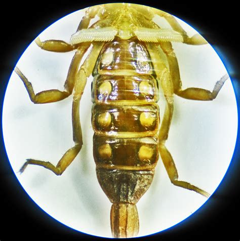 Striped Bark Scorpions in Texas: Taxonomy, Anatomy, Behavior, & Case ...