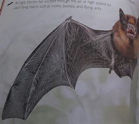 Christmas Island Pipistrelle | Animals Wiki | Fandom