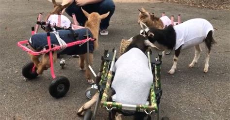 Video: Baby goats in American shelter move around with wheeled carts ...
