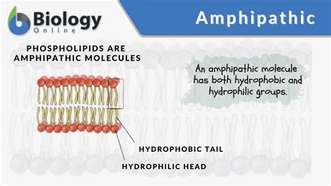 Fatty Acids Are Amphipathic at Jimmy Lewis blog