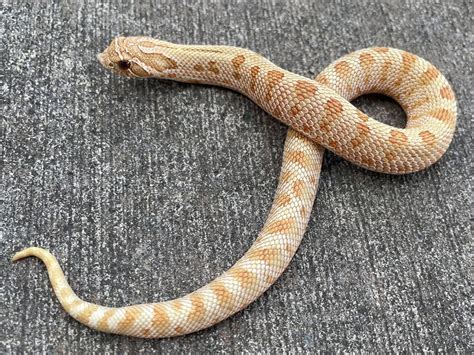 Toffee Conda Hognose Western Hognose by Snakes at Sunset | Hognose ...