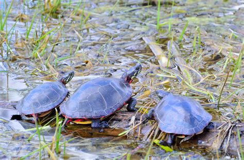 Free Images : water, pond, wildlife, aquatic, sea turtle, reptile ...