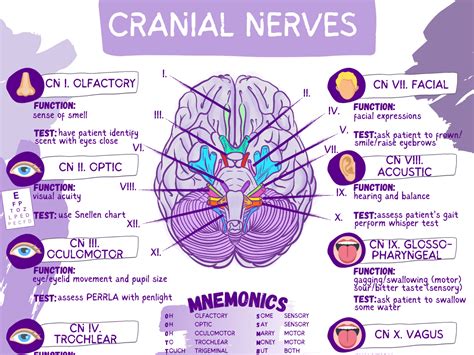 Cranial Nerve Worksheet - astra.edu.pl