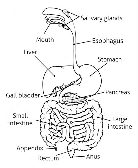 Human Digestive System Drawing at GetDrawings | Free download