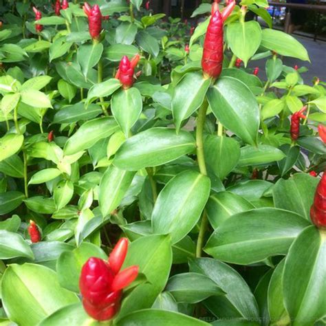 Costus 16-24 Inches - Costus - Costus - Medicinal / Herbal Plants ...