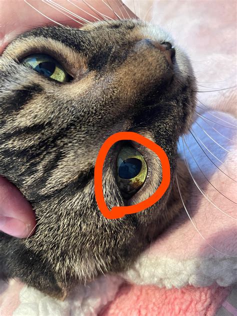 Why is my cats eye like this? I don’t know if it developed over a long ...