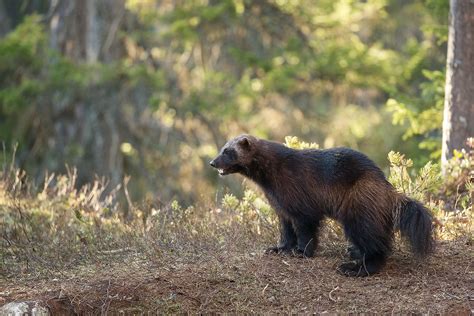 Conservation news on Camera Trapping