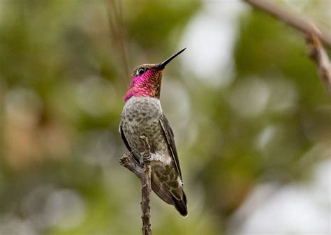 What Is Some Interesting Facts About Hummingbirds at Jerry Bergman blog