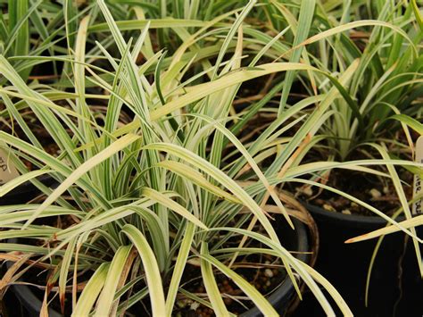 Liriope Spicata Silver Dragon Expoplant Acquista Online: Liriope