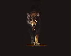 Black Wolf Wallpaper For Laptop by Black Wolf Wallpapers Wallpaper Cave Black Wolf Wallpaper For Laptop
