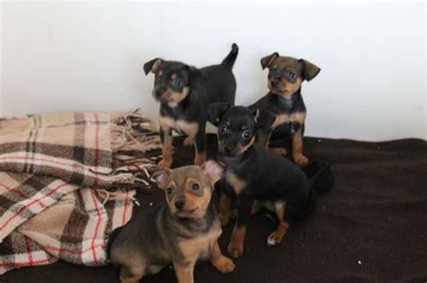 Rehpinscher-Mix Welpen | kleintiermarkt.com