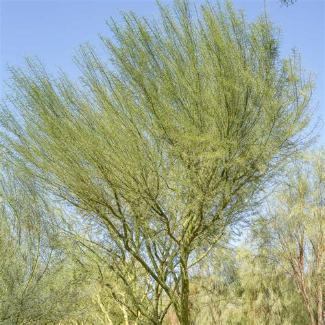 Blue Palo Verde | Flowering Trees | Moon Valley Nurseries