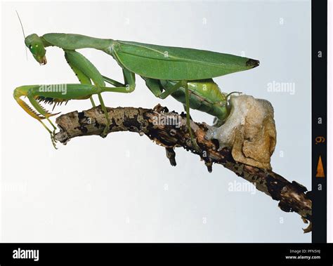 Praying Mantis Laying Eggs