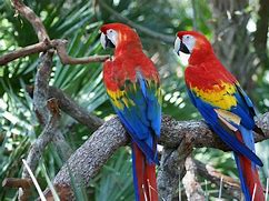 Image result for Parrot Security OS 3D Wallpaper